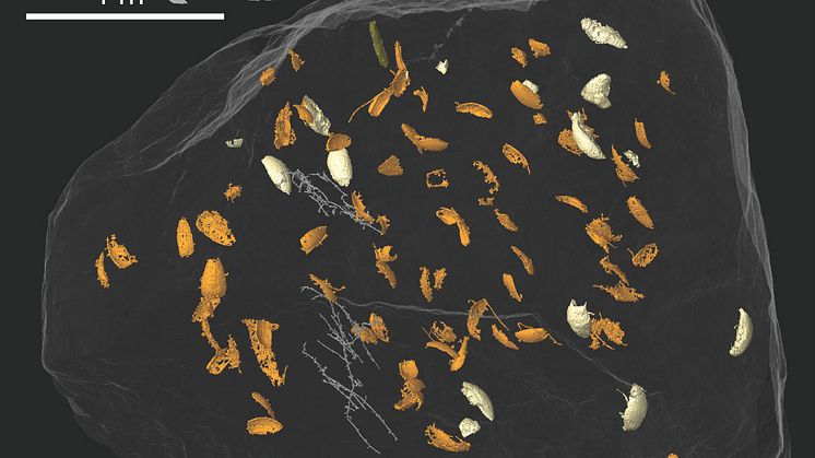 Upptäckten av Triamyxa coprolithica 