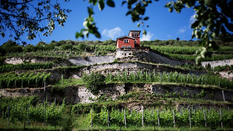 Freyburg: Schweigenberg mit Toskanaschloesschen; Weinregion Saale-Unstrut