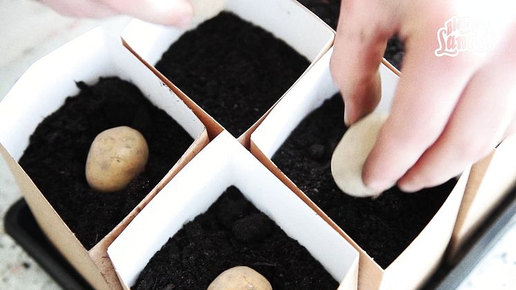 Odla potatis i hink - så här gör du