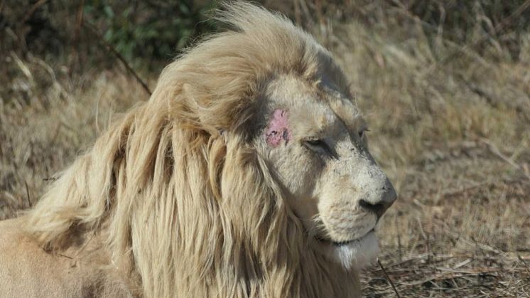 Lejon i Sydafrika