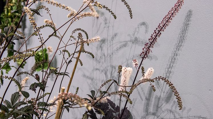 Actaea simplex, Sweden’s Perennial of the Year for 2018