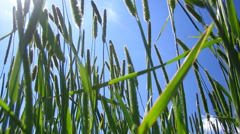 Allergivaccination med Grazax-tabletter kan förebygga utveckling av astmasymtom hos barn med allergi mot gräspollen.