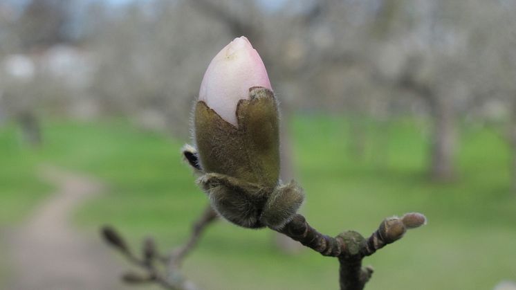 Från blomsterkungens lummiga lövsalar till skärgårdsidyll