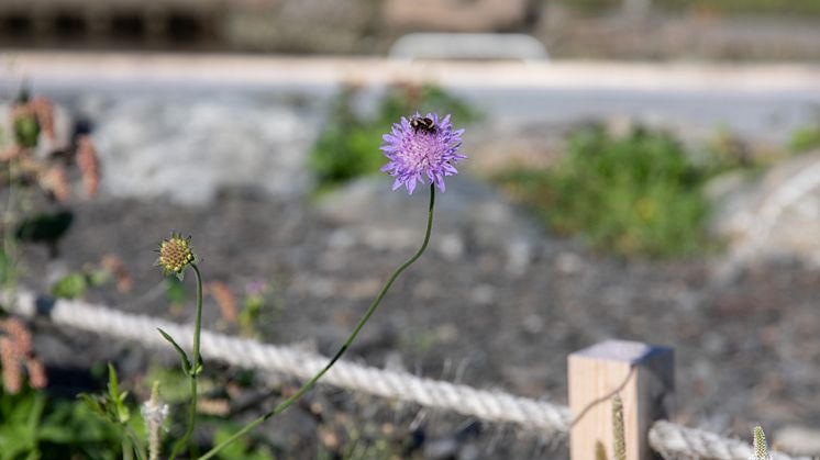 Bier i den lille blomsterenga ved Moren