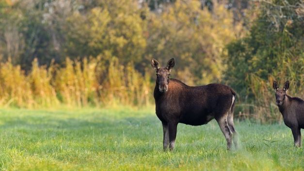 Länsstyrelsen har beslutat om jakttider och fällavgifter för älg i Dalarna 