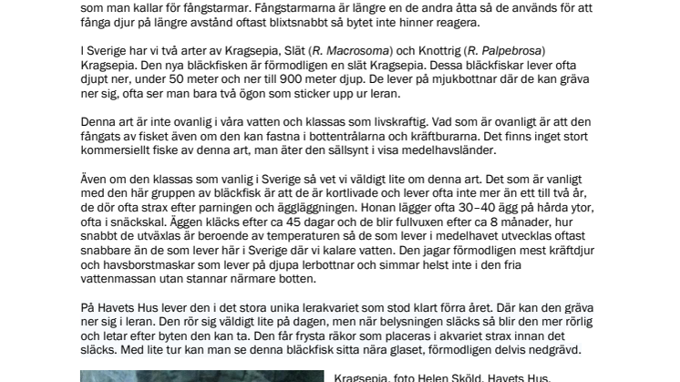 220128 Ny skygg bläckfiskart på Havets Hus.pdf