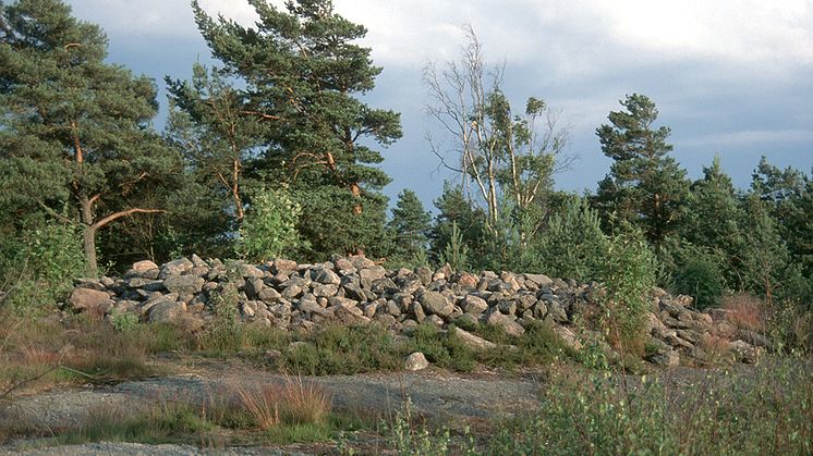 Sydväst om sjön Bergsjön ligger det här bronsåldersröset. Ett av alla spår från forntiden man kan se i Bergsjöns natur. Foto: Jan Wadebro.