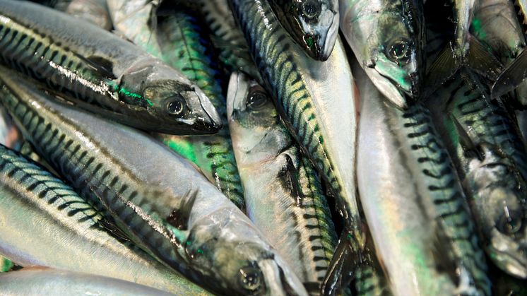 Photo: Norwegian Seafood Council