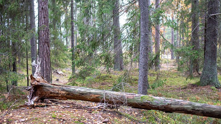 Skogsbad på Artipelag. Foto Micaela Wernberg.