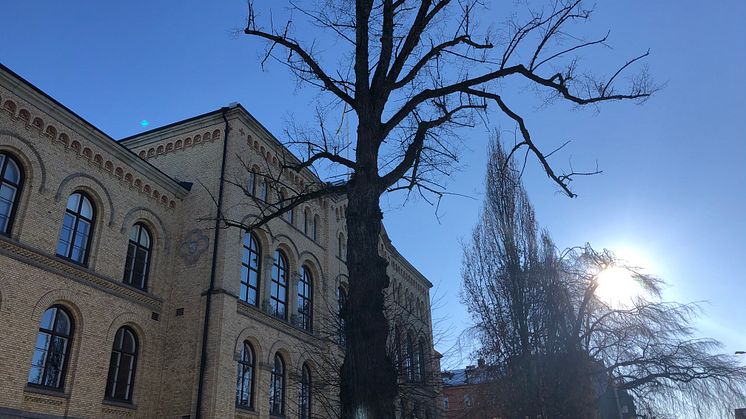 Den gamla linden är sjuk och behöver fällas under vecka sju.