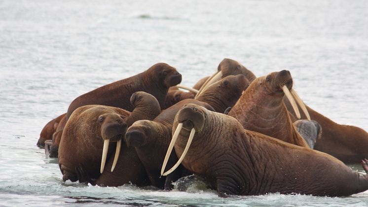 Canon Europe stöder WWF Internationals expedition till det fjärran kusthavet Laptev utanför Sibirien