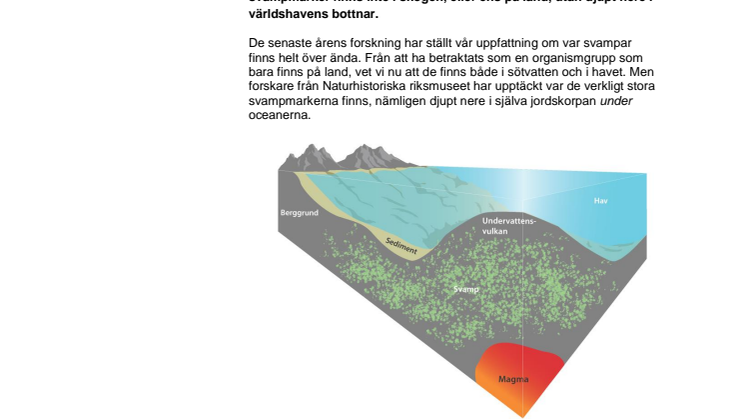 Största svampmarkerna finns under havet
