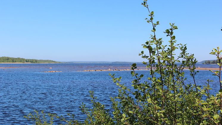 Piteå kommun ansöker hos Länsstyrelsen om att göra Svensbyfjärden till vattenskyddsområde.Foto: Jenny Bergman 