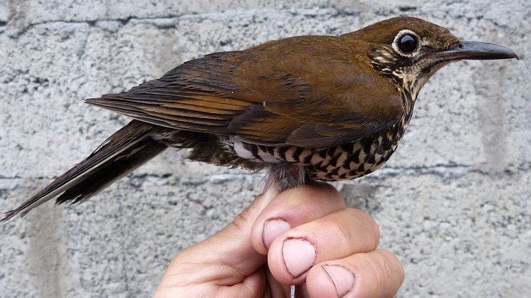 Himalayan Forest Thrush