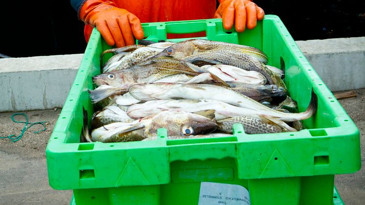 Ransonen för torskfiske ändras