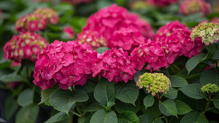 Summer Love är en ny hortensia med hallonröda blommor.