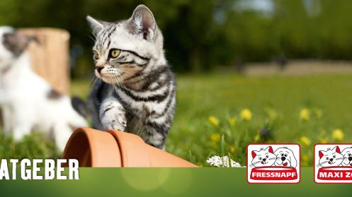 Fressnapf-Tierratgeber 01/2019: Hundesenioren im Winter