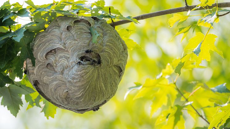 WASP storsatsar på excellenta forskningsmiljöer – NESTs 