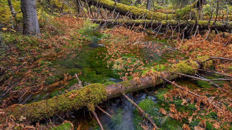 Gammelskog_fotoBårdLøken