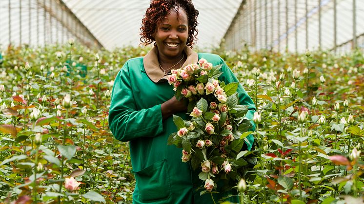 Kjøp av Fairtrade-sertifiserte blomster kan bidra positivt til kvinners rettigheter.