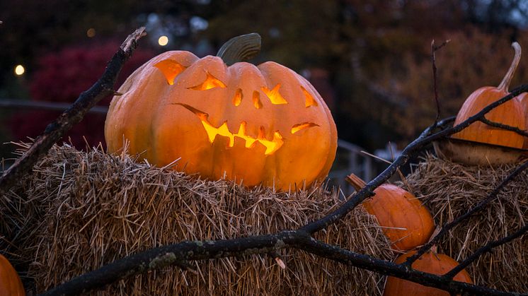 Halloween på Liseberg. 28 000 pumpor i parken