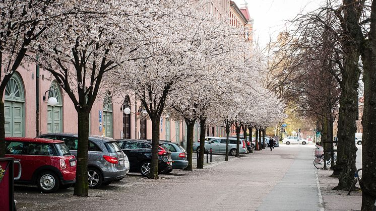 Vinterkörsbär hos Familjebostäder på Sten Sturegatan