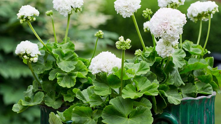 Pelargonium ´Kronprinsesse Mary´