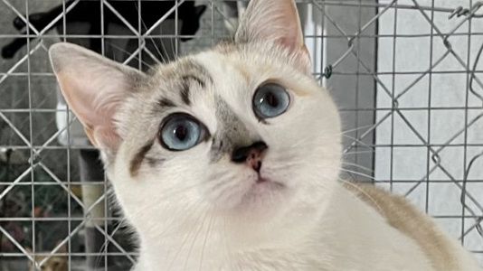 cat-in-cage-widescreen