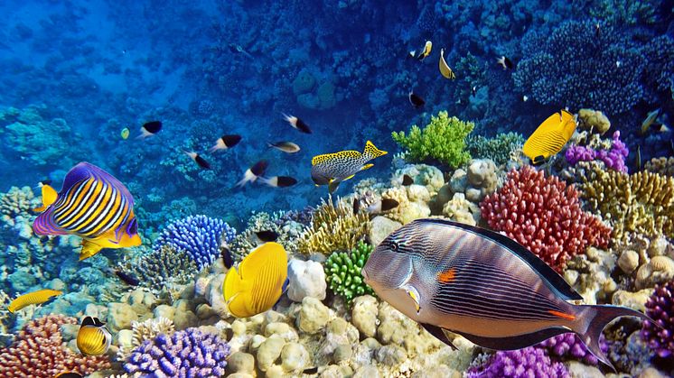 EXPERT COMMENT: Protecting marine areas seem a good idea – but they may have insidious political effects