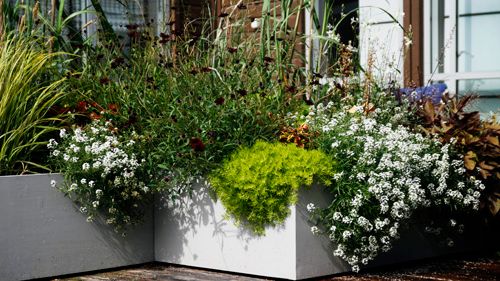 Månadens blomma - maj 2010