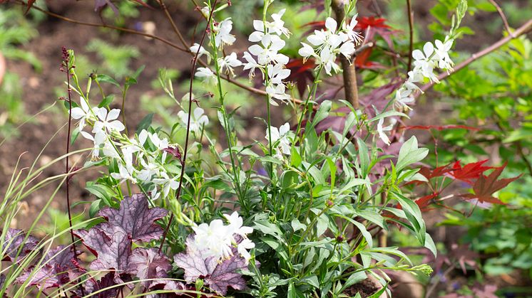 Gaura 2018 Foto@annikasnaturligating   (10)