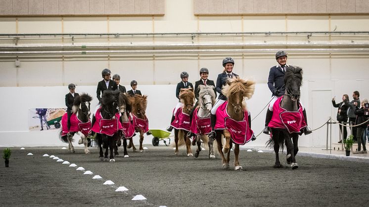 Hingstshow på Elmia Icelandic Power Show 