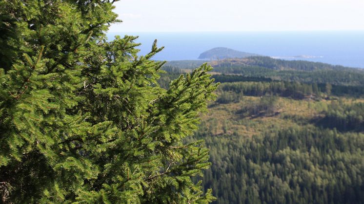 Wallenbergseminarium 19 november: Rewilding as a New Paradigm for Nature Conservation?