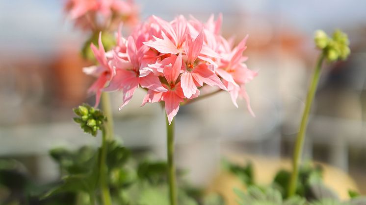 Årets Pelargon 2025 Pelargonium Summer Twist Rose foto SydGrönt (7).jpg