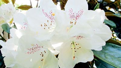 Rhododendron på Sofiero - Tidig men fortfarande praktfull