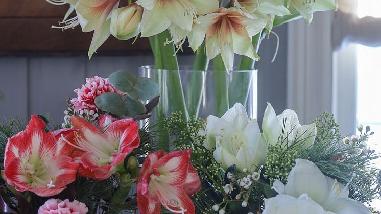 Amaryllis i vase
