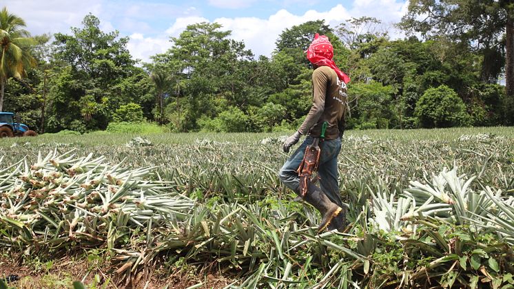 Arbetare på en ananasplantage i Costa Rica jobbar långa dagar på fält som behandlats med farliga kemikalier. Foto: Andres Mora/Oxfam