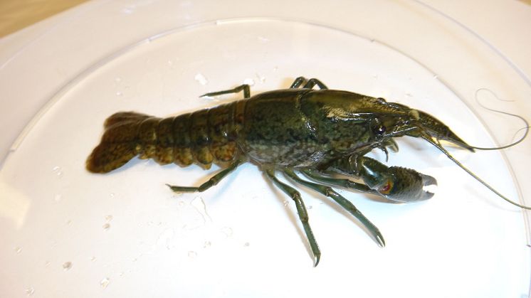 Marmorkräfta hittad i Märstaån