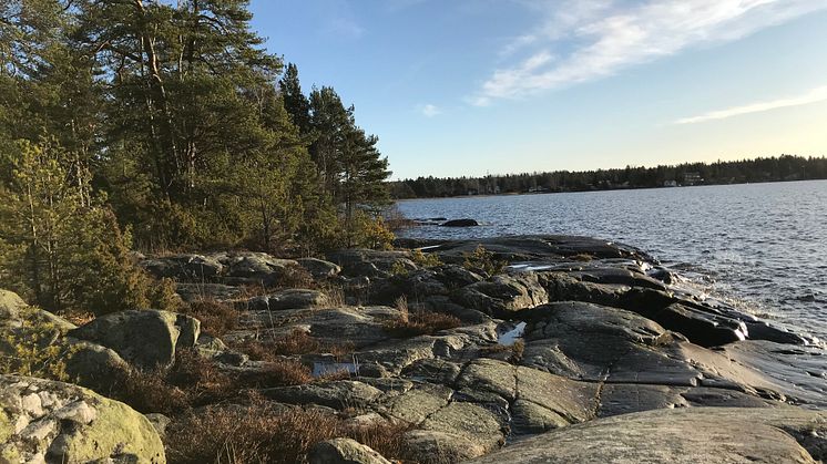 Förslag om att skapa naturreservat på Bergviks udde går ut på remiss
