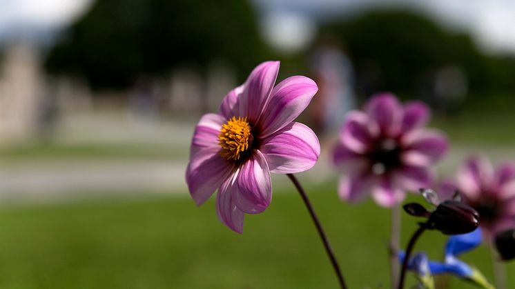 Lukt på blomstene i Vigelandsparken.