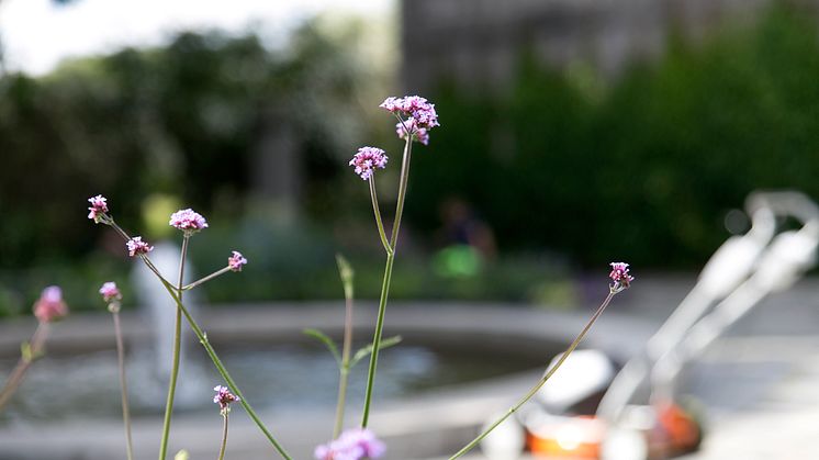 Lukt på blomstene i Vigelandsparken