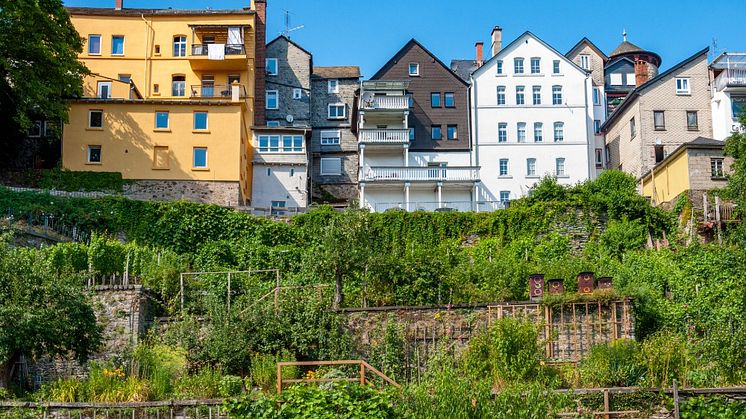 EXPERT COMMENT: Why allotments offer urban oases for bees and butterflies