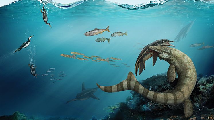 Mosasaurien Prognathodon, även kallad Dollosaurus och kunde bli åtta meter lång, biter en korthalsad plesosaurie i axeln i Kritahavet runt Kristianstad för 80 miljoner år sedan. Illustration Gabriel Urgento