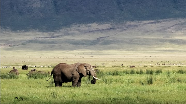 african go discover 2