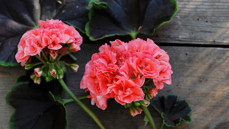 Pelargonium Brocade ´Salmon NIght´