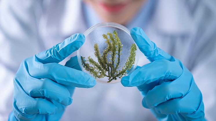 petri-dish-plant
