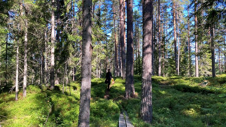 Många trendpilar för miljömålen pekar nedåt. Till exempel för utvecklingen i skogs- och odlingslandskapen i Västra Götaland. Miljöhänsynen behöver.