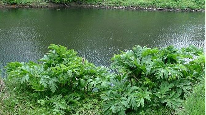 Bury Council to start hogweed spraying