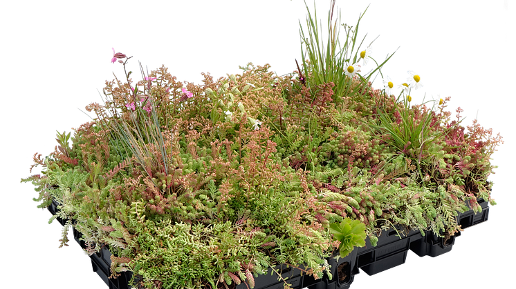 En mixad flora med 20-tal arter