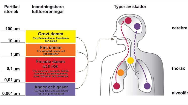 Hur långt in i vår kropp kommer de farliga partiklarna?
